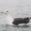 Great Black-backed Gull